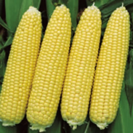 Hibrit Tatlı Mısır Tohumu Challenger F1-10.000 Adet