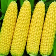 Hibrit Tatlı Mısır Tohumu Mcalonge F1 - 10 kg 