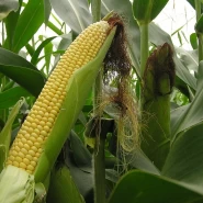 Hibrit Tatlı Mısır Tohumu Searose F1 - 10.000 Adet