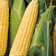 Hibrit Tatlı Mısır Tohumu-Signet F1-10.000 Adet