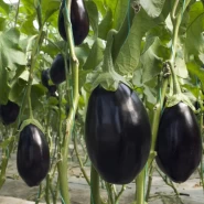  Hibrit Topan Patlıcan Tohumu - Ksantra F1 - 2.500 Adet Tohum