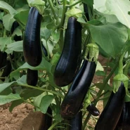 Hibrit Uzun Patlıcan Tohumu Pour F1 - 1.000 Adet