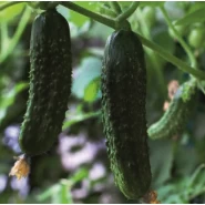 Hibrit Turşuluk Salatalık Tohumu - Casco F1 - 10.000 Adet Tohum