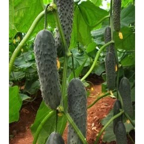 Hibrit Turşuluk Salatalık Tohumu F1 (Dikenli - Sofralık)  - 500 Adet Tohum