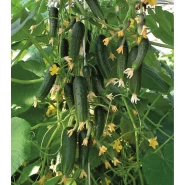 Hibrit Kornişon Salatalık Tohumu - Galstone F1 - 500 Adet