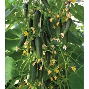 Hibrit Kornişon Salatalık Tohumu - Galstone F1 - 1.000 Adet