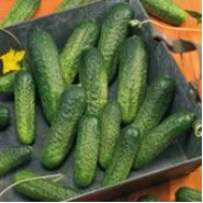 Hibrit Turşuluk Hıyar Tohumu MAGDALENA F1 - 2.500 Adet Tohum