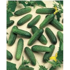 Hibrit Turşuluk Hıyar Tohumu MIRABELLE F1 - 2.500 Adet Tohum