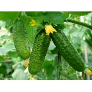 Hibrit Kornişon Salatalık Tohumu - NT-3696 F1 - 25.000 Adet Tohum