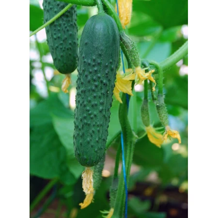 Hibrit Kornişon Salatalık Tohumu - Purnea F1 - 25.000 Adet Tohum