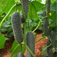 Hibrit Kornişon Salatalık Tohumu - Samanda F1 - 2.500 Adet Tohum