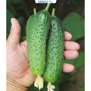 Hibrit Kornişon Salatalık Tohumu - Simbat F1 - 1.000 Adet Tohum