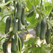 Hibrit Kornişon Tohumu Yeşilce F1 - 10.000 Adet