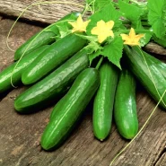 Hibrit Oturak Salatalık Tohumu Gülistan F1 - 5.000 Adet