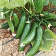 Hibrit Oturak Salatalık Tohumu Maessina F1 - 10.000 Adet