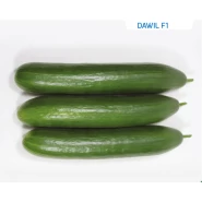 Hibrit Salatalık Tohumu - Dawil F1 - 1.000 Adet Tohum