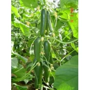 Hibrit Hıyar Tohumu - FLORA F1 - Sera - 500 Adet Tohum