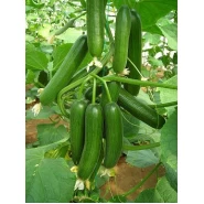 Hibrit Hıyar Tohumu (Erken Güz-Geç Bahar-Yaz) - Girdap F1 - 500 Adet Tohum