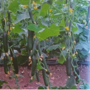 Hibrit Sırık Salatalık Tohumu Konak F1 - 500 Adet Tohum