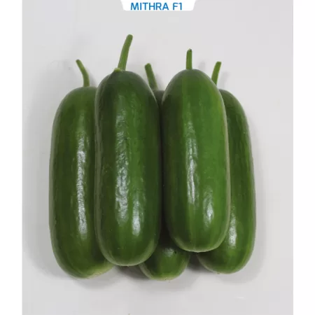 Hibrit Salatalık Tohumu - MITHRA F1 - 1.000 Adet Tohum