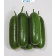 Hibrit Salatalık Tohumu - MITHRA F1 - 1.000 Adet Tohum
