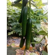 Hibrit Hıyar Tohumu - (Güzlük-Baharlık) - Nefes F1 - 500 Adet Tohum