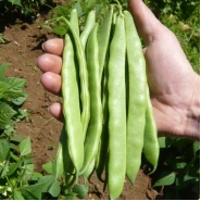 Fasulye Tohumu Grower - Oturak - 2.000 Adet