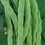 Fasulye Tohumu Övgü - Oturak - 5.000 Adet