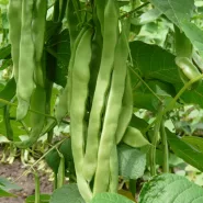 Fasulye Tohumu Grower - Oturak - 10.000 Adet
