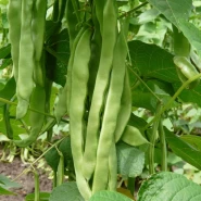 Sırık Fasulye Tohumu Manolya - 5.000 Adet