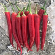 Az-27 F1 Şili Biber Fidesi - 216 Adet