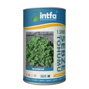 Marul Tohumu Kıvırcık - 500 Gr