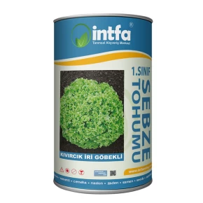 Marul Tohumu Kıvırcık İri Göbekli - 500 Gr