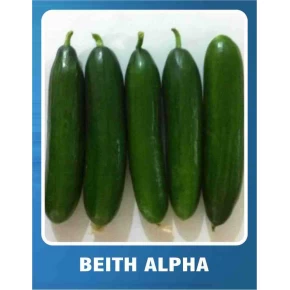 Salatalık Tohumu Beith Alpha - 10 gr