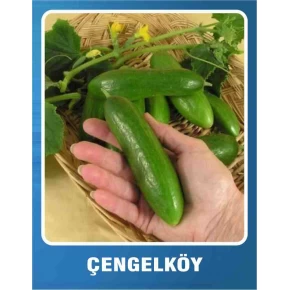 Salatalık Tohumu Çengelköy - 10 gr