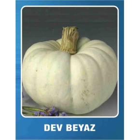 Balkabağı Tohumu Dev Beyaz - 10 gr