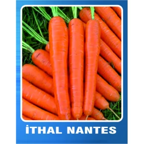 İthal Nantes Havuç Tohumu - 10 gr
