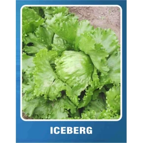 Marul Tohumu İceberg - 5 gr