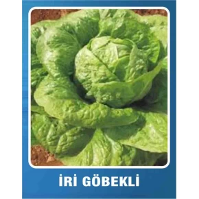 Marul Tohumu İri Göbekli - 10 gr