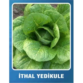 Marul Tohumu İthal Yedikule - 10 gr 
