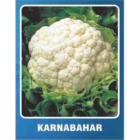 Karnabahar Tohumu İglo - 10 gr