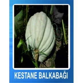 Kestane Balkabağı Tohumu - 10 gr