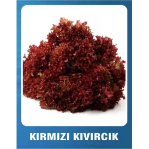 Marul Tohumu Kırmızı Kıvırcık - 5 Gr