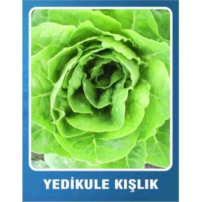 Marul Tohumu Yedikule Kışlık - 10 gr