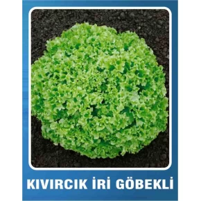 Marul Tohumu Kıvırcık İri Göbekli - 10 gr