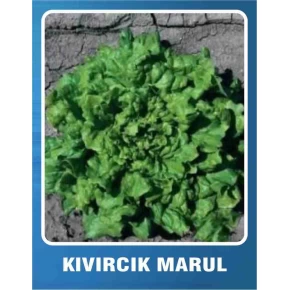 Marul Tohumu Kıvırcık - 10 gr