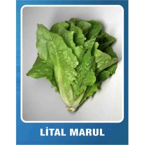 Marul Tohumu Lital - 10 gr