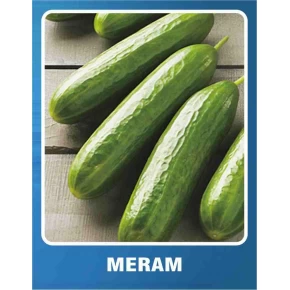 Salatalık Tohumu Meram - 10 gr