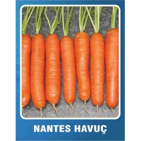 Havuç Tohumu Nantes - 10 gr