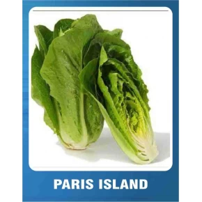 Marul Tohumu Paris İsland - 10 gr 